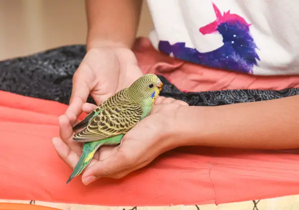 How Do You Know Your Budgie Likes You