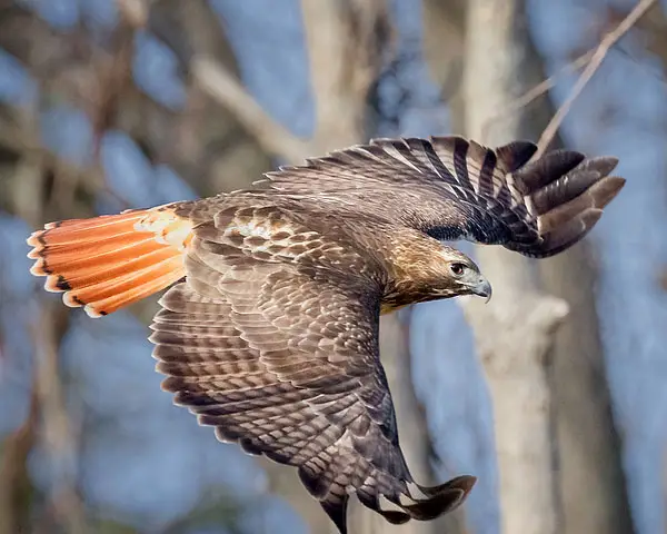 How Fast Can a Hawk Fly