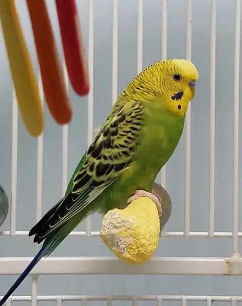 How Much Should Your Budgie Poop