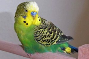 How Often Do Budgies Molt? Does It Require Extra Care?