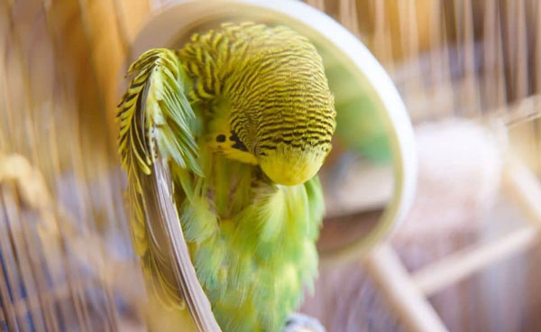 How Often Do Budgies Molt