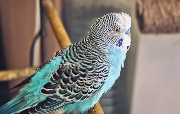 How does Molting Feel to the budgie