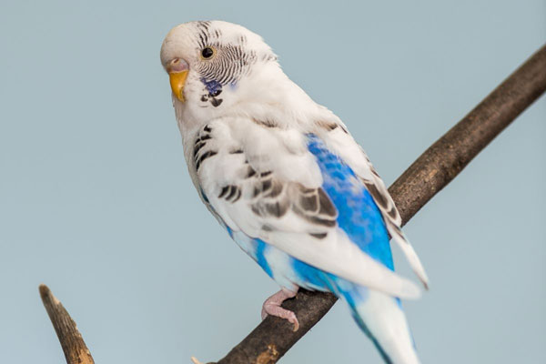 Scientific Backing for Birds Standing on One Leg