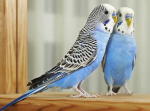 How Often Do Budgies Molt? Does It Require Extra Care?