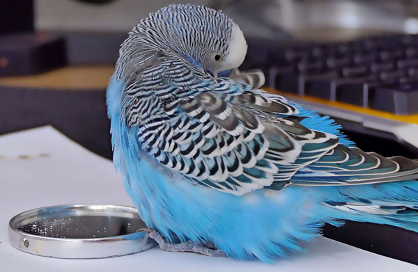 How Can I Take Care of My Budgie During the Molt