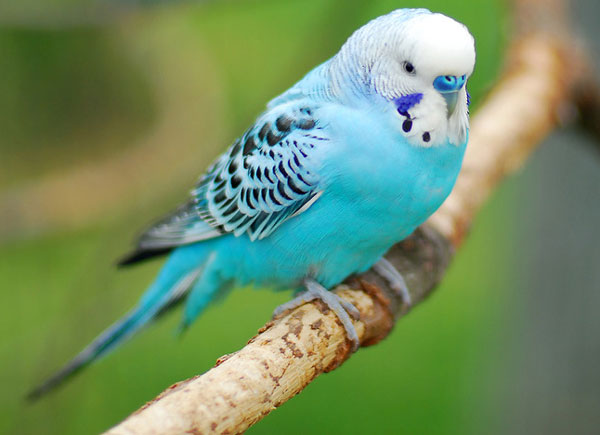 What Determines Molting in Budgie