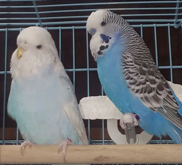 What Do Different Colors & Textures of Budgie's Poop Mean