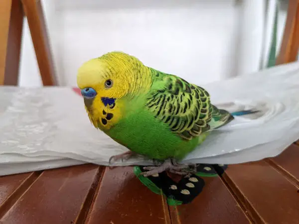 What If Your Budgies Don't Poop Enough