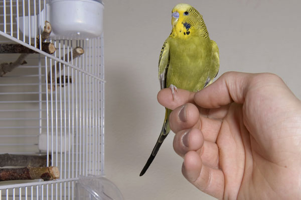 When Does Budgie Nibbling Become a Problem