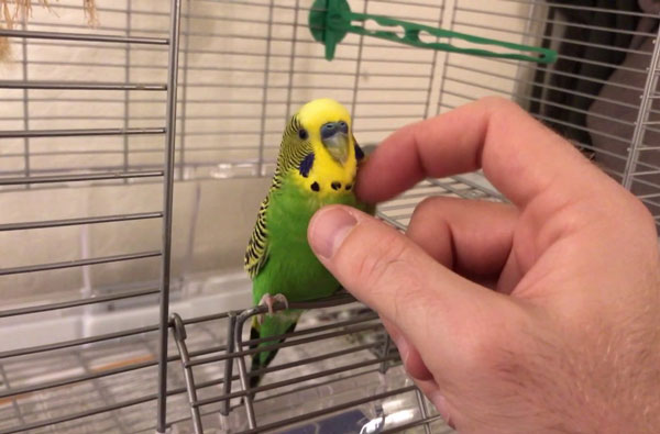 Where Do Budgies Like Getting Petted & Touched
