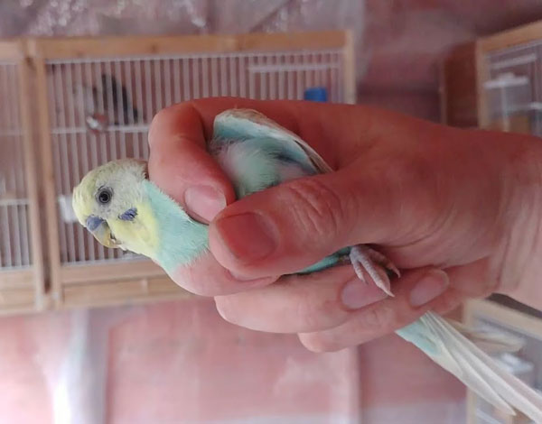 Where Should You Not Hold or Touch the Budgie