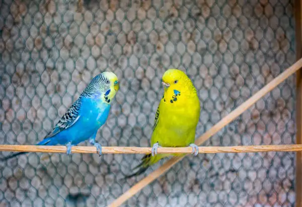 Why Are My Budgies Fighting