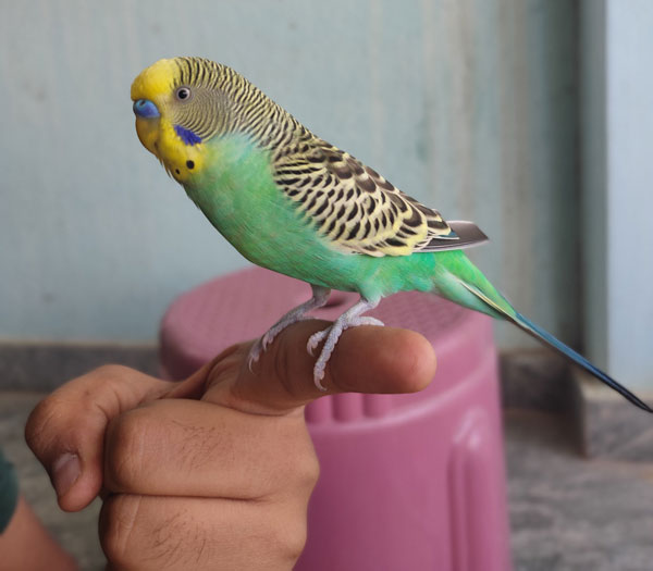 Why Do Budgies Poop So Frequently