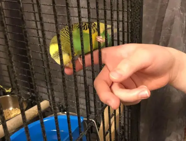 Why Does My Budgie Nibble My Finger