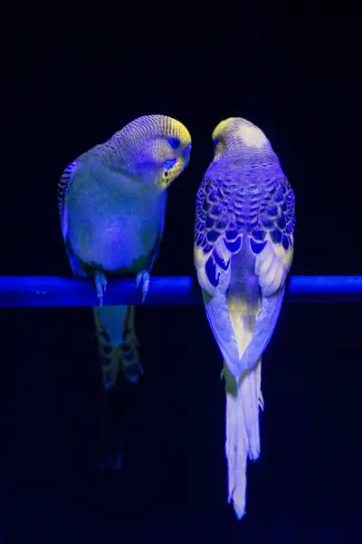 Why Is UV Light Vision Important To Budgies