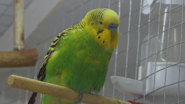 Your Budgie's Standing On One Leg to Injury or Medical Condition