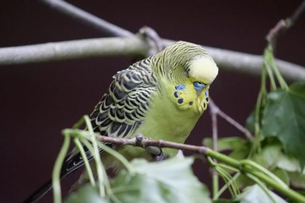 Your Budgie's Standing On One Leg to Preserve Warmth