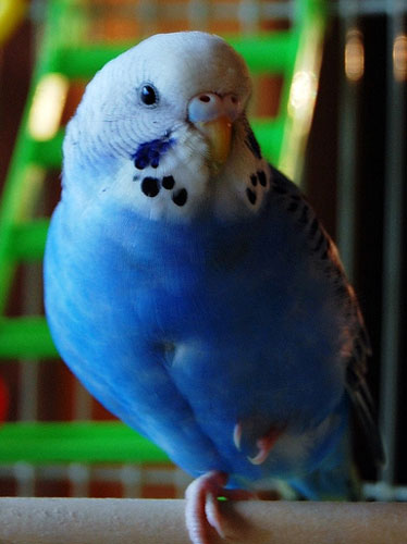 Your Budgie's Standing On One Leg to Take Rest
