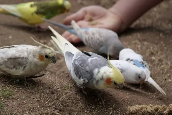 Are Cockatiels Louder Than Budgies