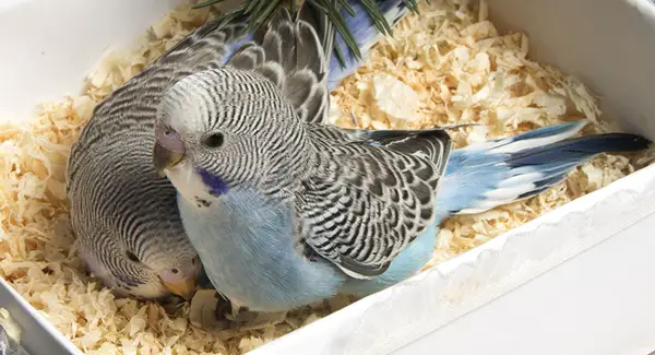 Baby Budgies Eat