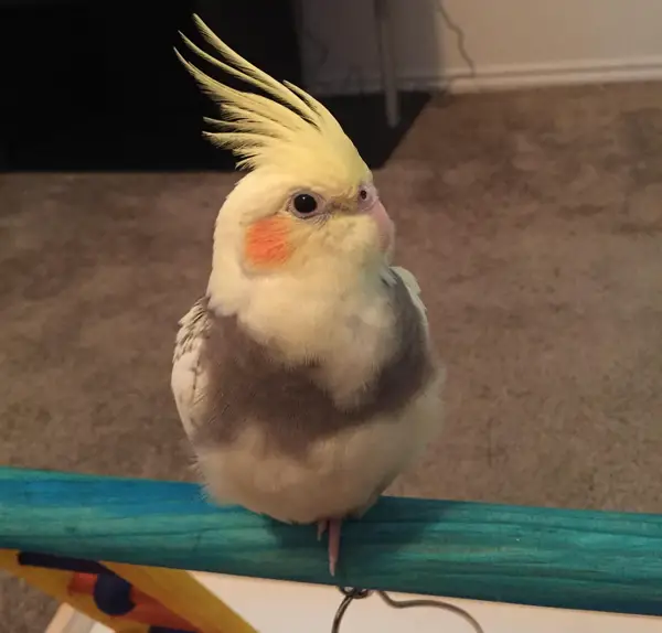 Baby Cockatiels Chirping So Much