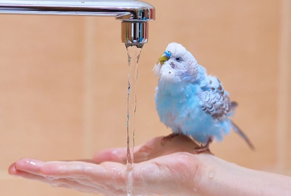 Bathe a Parakeet