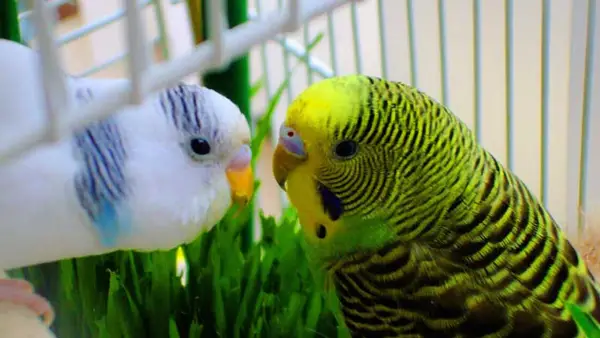 Breeding Budgies Eat