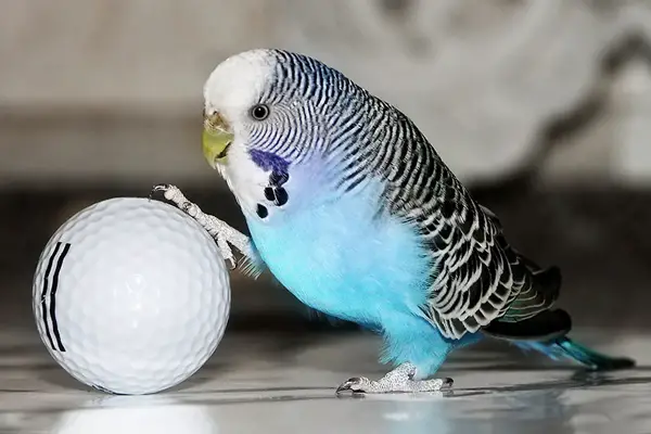 Budgie Balls