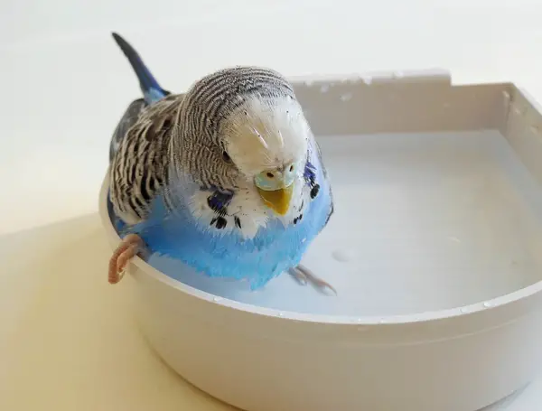 Budgie Bath Water Temperature