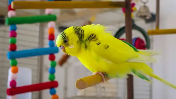 Budgie Colorful ladder