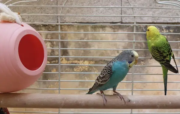 My Budgie Is Pooping Less Than Normal