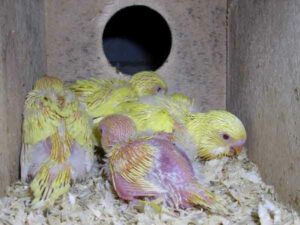 Budgie Chick Growth Chart: A Beginners Guide