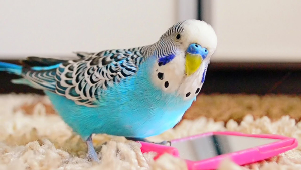 Budgie Sounds Singing