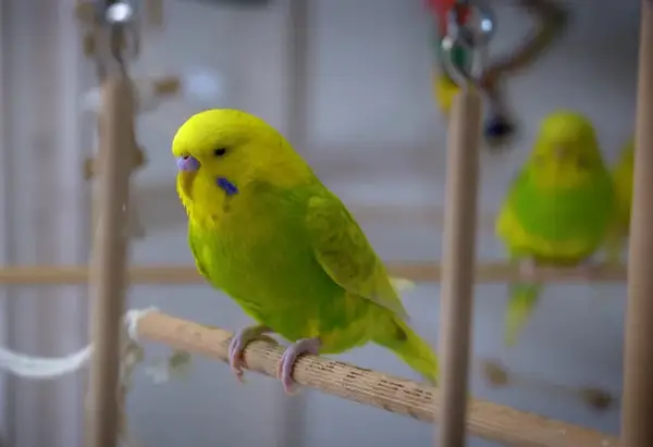 Budgie Sounds