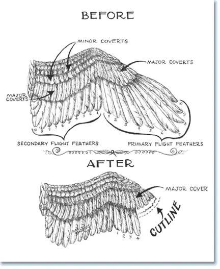 Budgie Wing Clipping Diagram