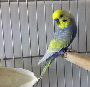 How To Breed Rainbow Budgie? (+ Mutation Chart) - Simple Steps