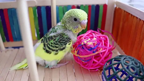 Budgie gym or playground