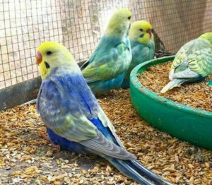 How To Breed Rainbow Budgie? (+ Mutation Chart) - Simple Steps