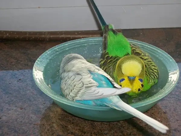 Budgies Bath Regulating humidity levels