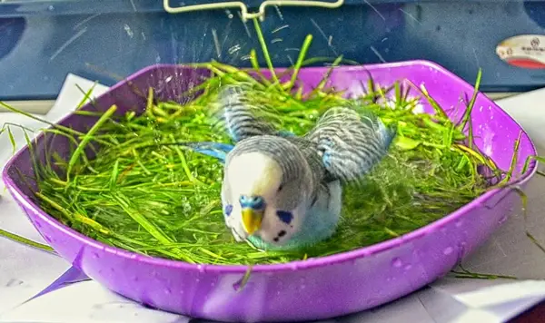 Budgies Bathe