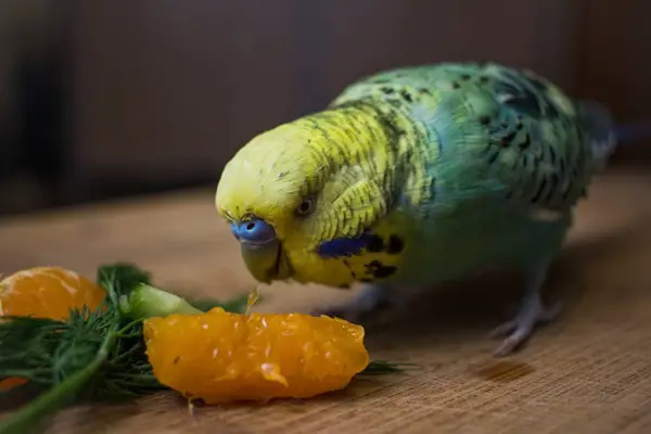 Budgies Eat Citrus fruits