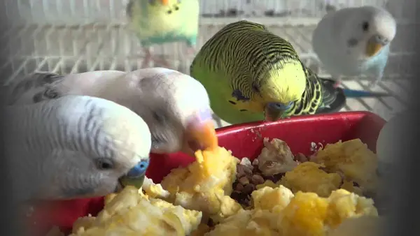 Budgies Eat Eggs