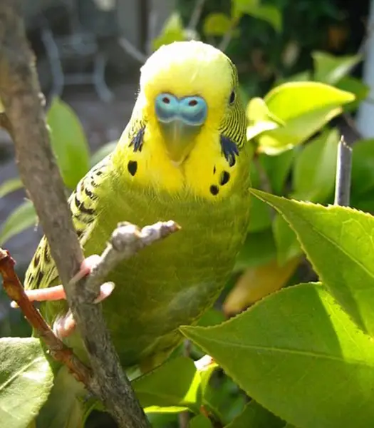 Budgies Eat Herbs