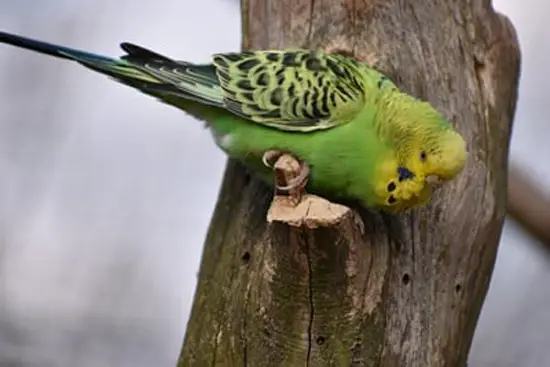 Budgies Eat Insects