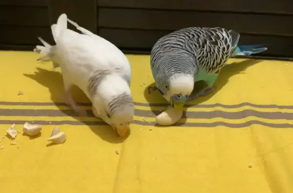 Budgies Eat Nuts