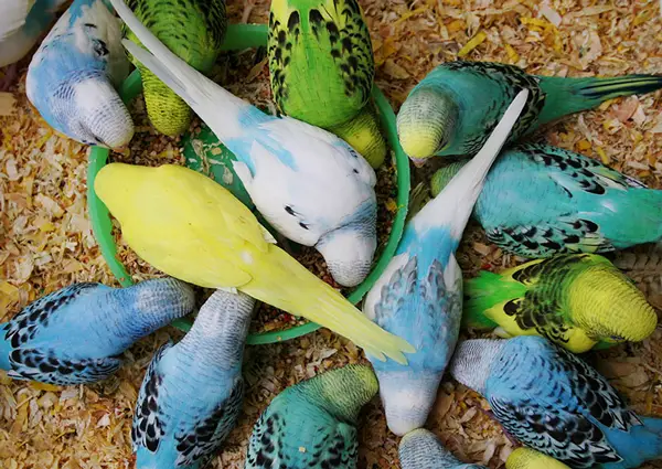 Budgies Eat Seeds