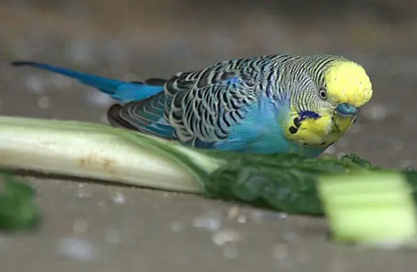 Budgies Eat celery