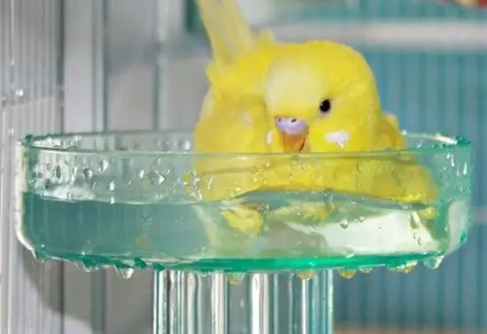 Budgies Need A Bath