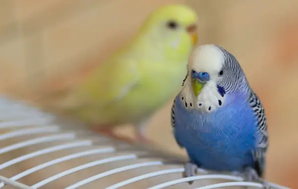 Budgies Out Of Their Cage