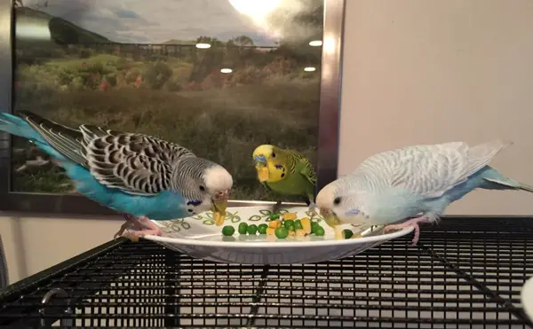 Budgies Out Of Their Cage